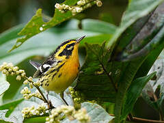 Blackburnian Warbler