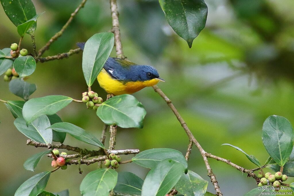 Tropical Parula male adult