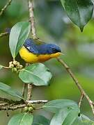 Tropical Parula