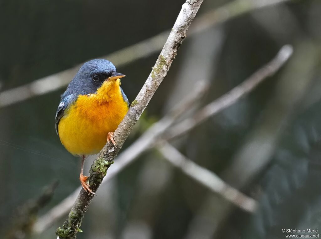 Tropical Parula