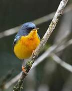 Tropical Parula