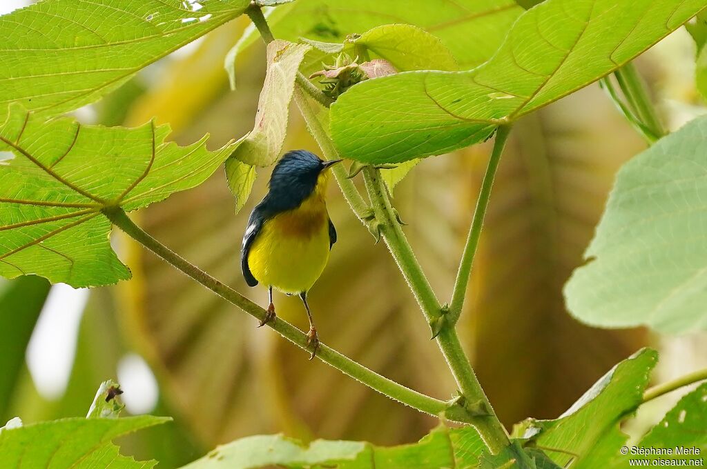 Tropical Parula