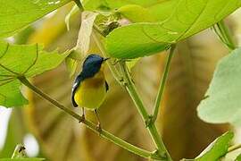 Tropical Parula