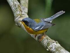 Tropical Parula