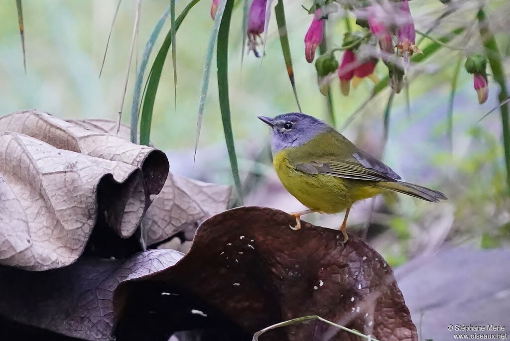 White-lored Warbleradult