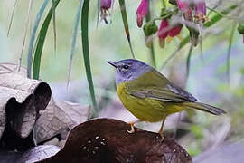 White-lored Warbler