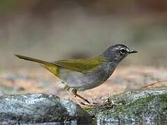 White-rimmed Warbler