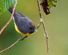 Slate-throated Whitestart