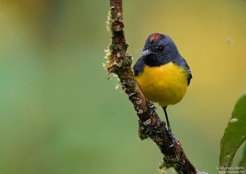 Paruline ardoiséeadulte