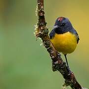 Slate-throated Whitestart