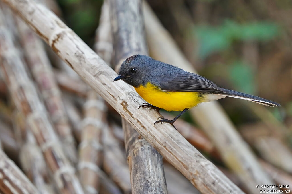 Slate-throated Whitestart