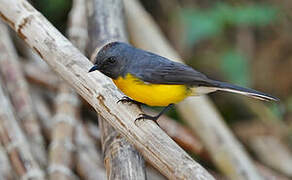 Slate-throated Whitestart