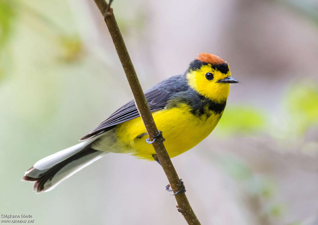 Collared Whitestartadult, identification