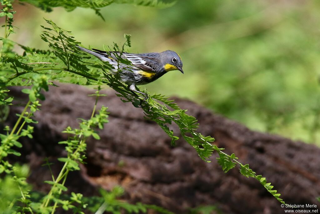 Audubon's Warbleradult