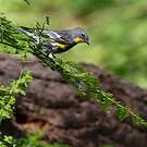 Paruline d'Audubon