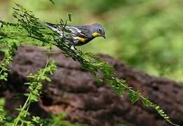 Audubon's Warbler