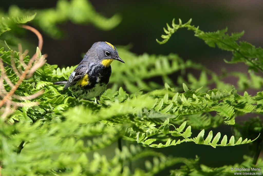 Paruline d'Audubon