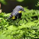 Paruline d'Audubon