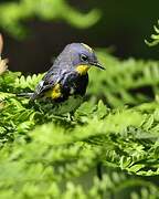 Audubon's Warbler