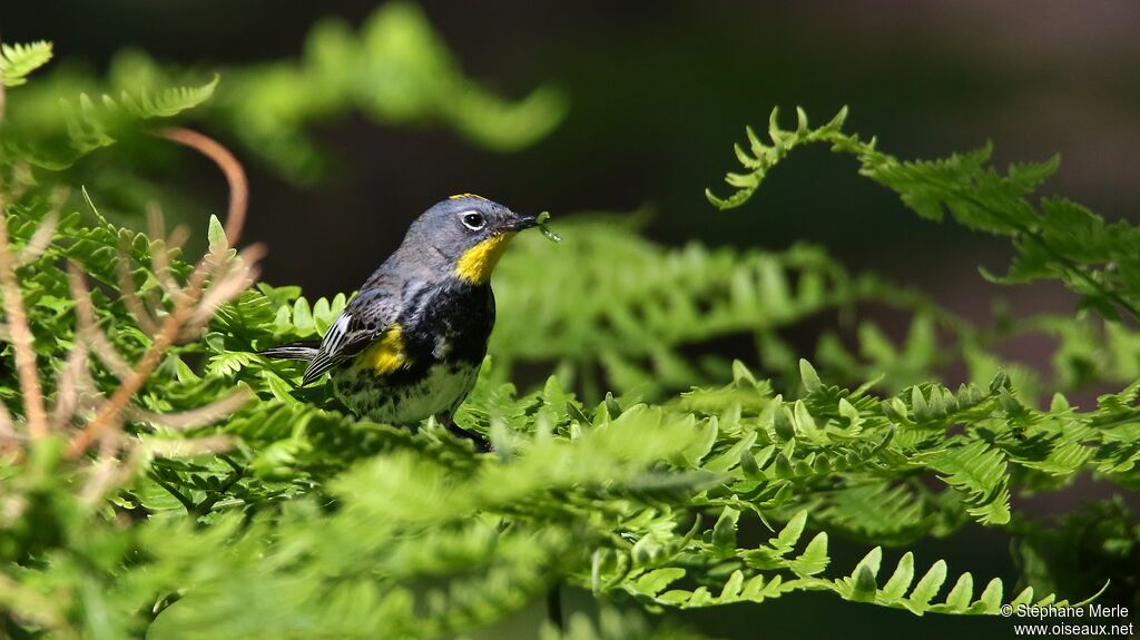 Paruline d'Audubon