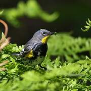 Audubon's Warbler