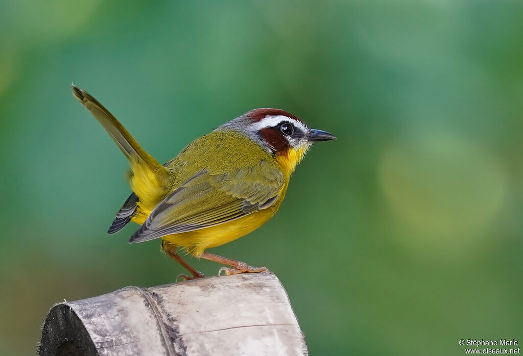 Paruline de Delattreadulte