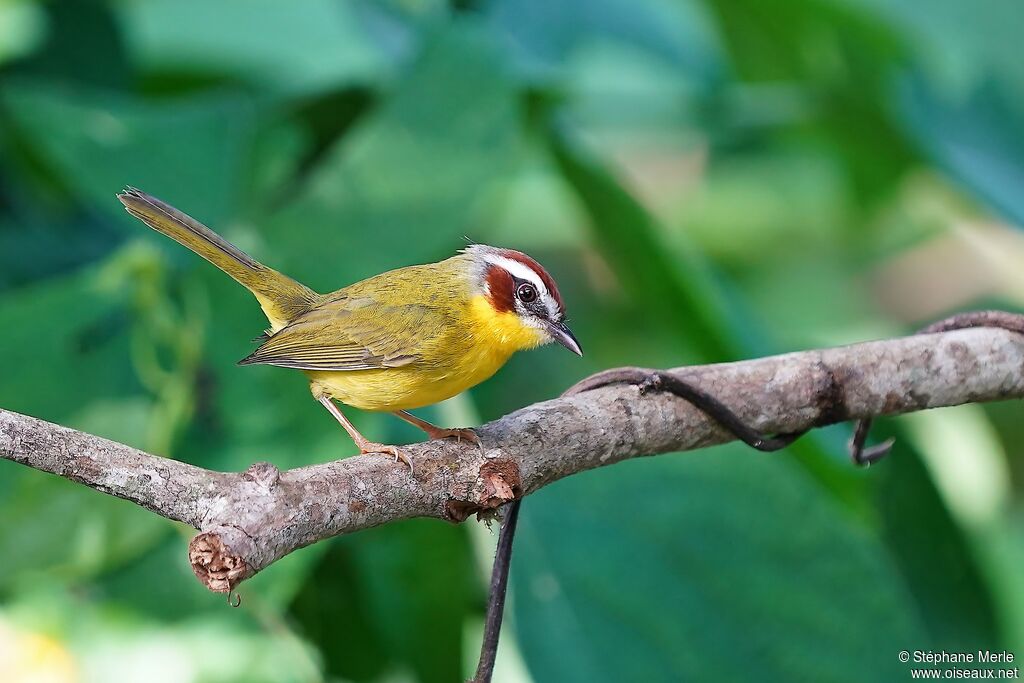 Chestnut-capped Warbleradult