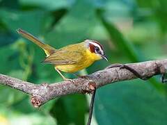 Chestnut-capped Warbler