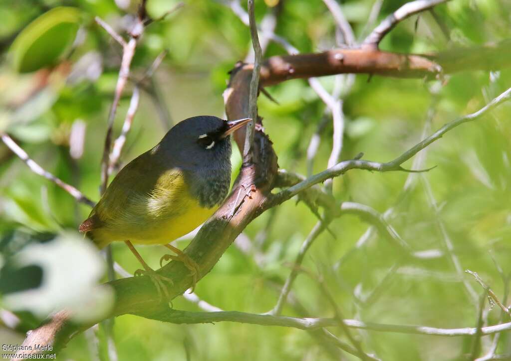 MacGillivray's Warbler male adult, close-up portrait