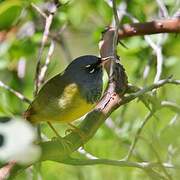 MacGillivray's Warbler