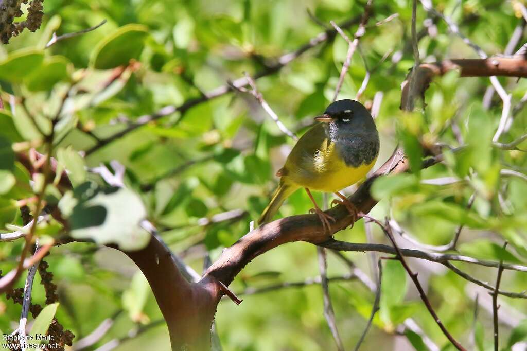 Paruline des buissonsadulte nuptial, identification