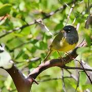 MacGillivray's Warbler