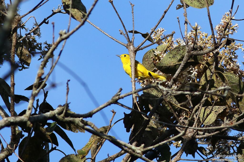 Paruline des mangrovesadulte