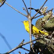 Mangrove Warbler