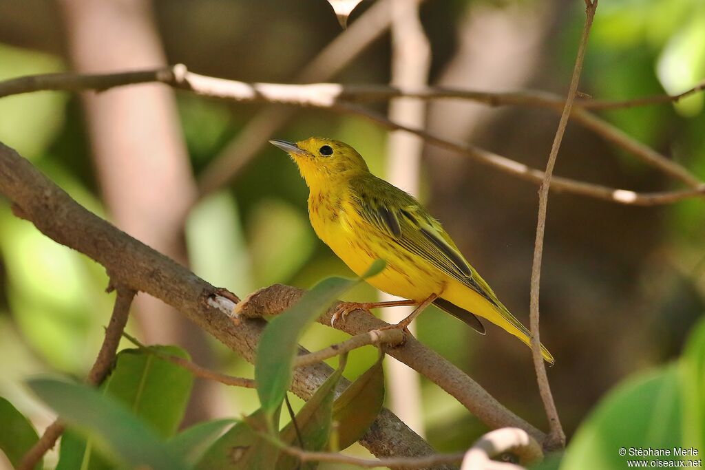 Paruline des mangrovesadulte