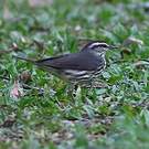 Paruline des ruisseaux