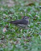 Northern Waterthrush