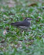 Paruline des ruisseaux