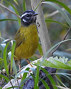 Santa Marta Warbler