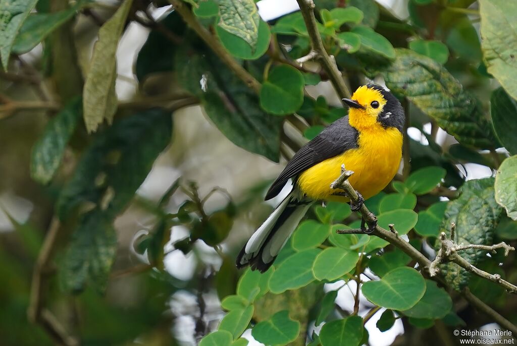 Golden-fronted Whitestartadult