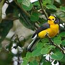 Paruline dorée