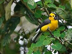 Golden-fronted Whitestart