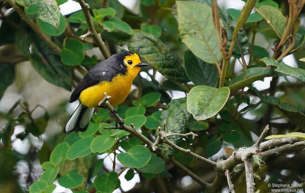 Golden-fronted Whitestartadult