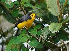 Golden-fronted Whitestart