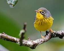 Canada Warbler