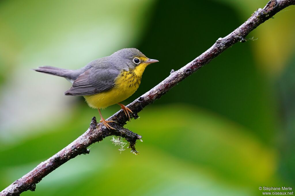 Canada Warbler