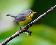 Canada Warbler