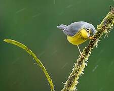 Canada Warbler