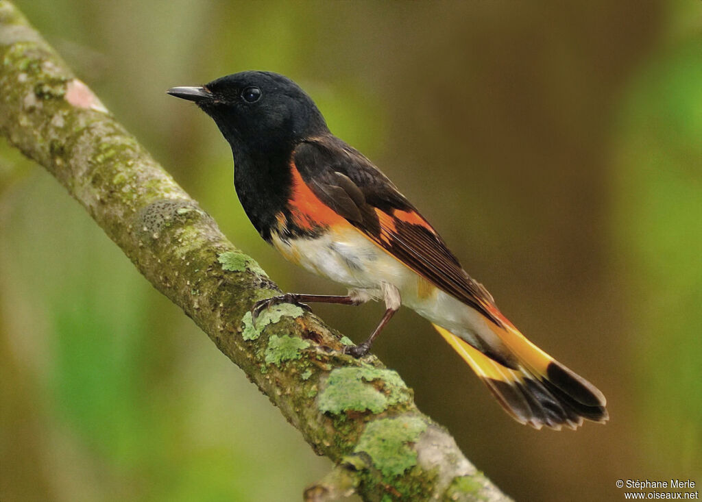 Paruline flamboyante mâle adulte