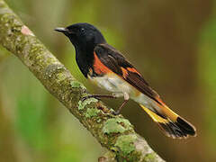 American Redstart